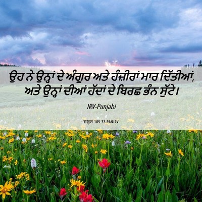 Picture 06 - ਜ਼ਬੂਰ 105:33 PANIRV - ਉਹ ਨੇ ਉਨ੍ਹਾਂ ਦੇ - Bible Verse Picture