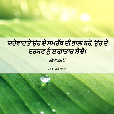 Picture 06 - ਜ਼ਬੂਰ 105:4 PANIRV - ਯਹੋਵਾਹ ਤੇ ਉਹ ਦੇ - Bible Verse Picture