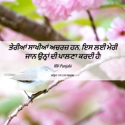 Picture 06 - ਜ਼ਬੂਰ 119:129 PANIRV - ਤੇਰੀਆਂ ਸਾਖੀਆਂ - Bible Verse Picture