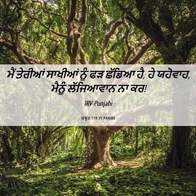 Picture 06 - ਜ਼ਬੂਰ 119:31 PANIRV - ਮੈਂ ਤੇਰੀਆਂ ਸਾਖੀਆਂ - Bible Verse Picture