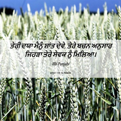 Picture 06 - ਜ਼ਬੂਰ 119:76 PANIRV - ਤੇਰੀ ਦਯਾ ਮੈਨੂੰ - Bible Verse Picture