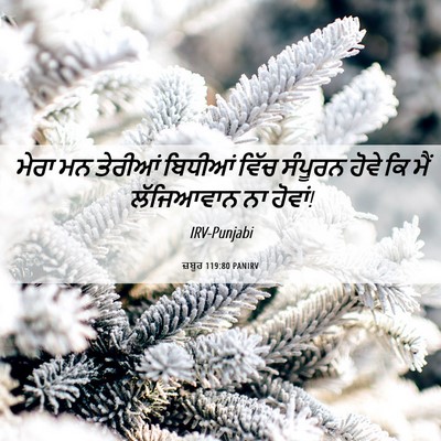 Picture 06 - ਜ਼ਬੂਰ 119:80 PANIRV - ਮੇਰਾ ਮਨ ਤੇਰੀਆਂ - Bible Verse Picture