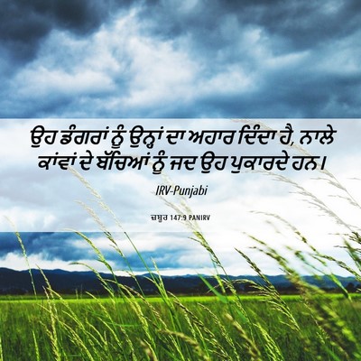 Picture 06 - ਜ਼ਬੂਰ 147:9 PANIRV - ਉਹ ਡੰਗਰਾਂ ਨੂੰ - Bible Verse Picture