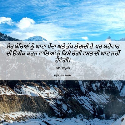 Picture 06 - ਜ਼ਬੂਰ 34:10 PANIRV - ਸ਼ੇਰ ਬੱਚਿਆਂ ਨੂੰ - Bible Verse Picture