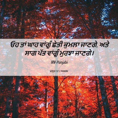 Picture 06 - ਜ਼ਬੂਰ 37:2 PANIRV - ਓਹ ਤਾਂ ਘਾਹ ਵਾਂਗੂੰ - Bible Verse Picture