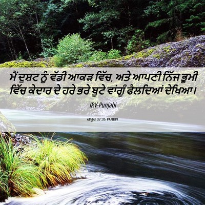 Picture 06 - ਜ਼ਬੂਰ 37:35 PANIRV - ਮੈਂ ਦੁਸ਼ਟ ਨੂੰ ਵੱਡੀ - Bible Verse Picture