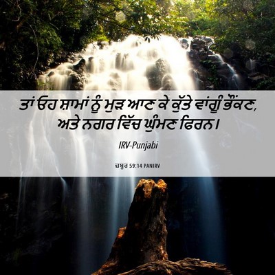 Picture 06 - ਜ਼ਬੂਰ 59:14 PANIRV - ਤਾਂ ਓਹ ਸ਼ਾਮਾਂ ਨੂੰ - Bible Verse Picture