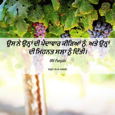 Picture 06 - ਜ਼ਬੂਰ 78:46 PANIRV - ਉਸ ਨੇ ਉਨ੍ਹਾਂ ਦੀ - Bible Verse Picture