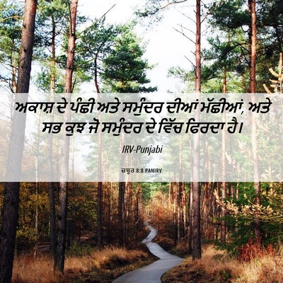 Picture 06 - ਜ਼ਬੂਰ 8:8 PANIRV - ਅਕਾਸ਼ ਦੇ ਪੰਛੀ ਅਤੇ - Bible Verse Picture
