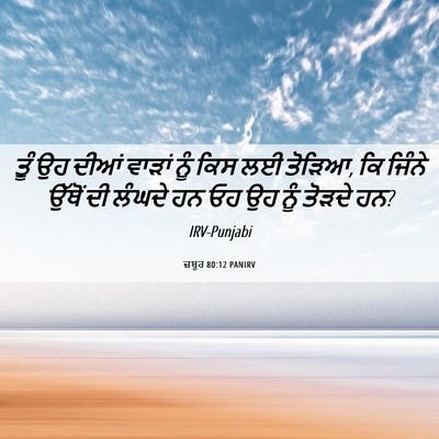 Picture 06 - ਜ਼ਬੂਰ 80:12 PANIRV - ਤੂੰ ਉਹ ਦੀਆਂ ਵਾੜਾਂ - Bible Verse Picture