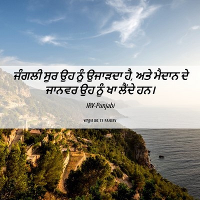 Picture 06 - ਜ਼ਬੂਰ 80:13 PANIRV - ਜੰਗਲੀ ਸੂਰ ਉਹ ਨੂੰ - Bible Verse Picture