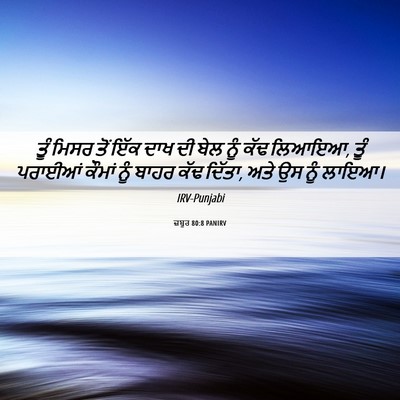 Picture 06 - ਜ਼ਬੂਰ 80:8 PANIRV - ਤੂੰ ਮਿਸਰ ਤੋਂ ਇੱਕ - Bible Verse Picture