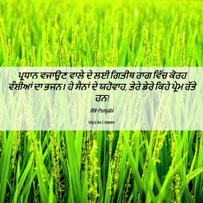 Picture 06 - ਜ਼ਬੂਰ 84:1 PANIRV - ਪ੍ਰਧਾਨ ਵਜਾਉਣ ਵਾਲੇ - Bible Verse Picture