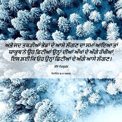 Picture 06 - ਪੈਦਾਇਸ਼ 30:41 PANIRV - ਅਤੇ ਜਦ ਤਕੜੀਆਂ - Bible Verse Picture