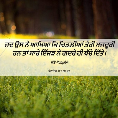 Picture 06 - ਪੈਦਾਇਸ਼ 31:8 PANIRV - ਜਦ ਉਸ ਨੇ ਆਖਿਆ ਕਿ - Bible Verse Picture