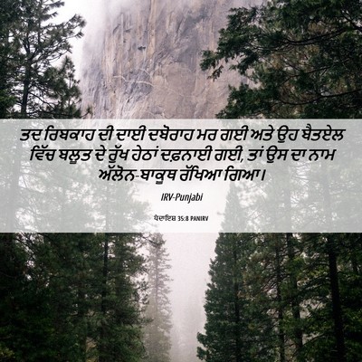 Picture 06 - ਪੈਦਾਇਸ਼ 35:8 PANIRV - ਤਦ ਰਿਬਕਾਹ ਦੀ ਦਾਈ - Bible Verse Picture