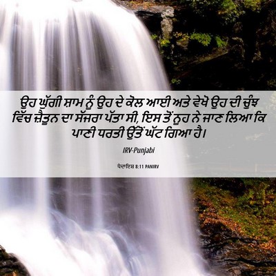 Picture 06 - ਪੈਦਾਇਸ਼ 8:11 PANIRV - ਉਹ ਘੁੱਗੀ ਸ਼ਾਮ ਨੂੰ - Bible Verse Picture