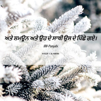 Picture 06 - ਮਰਕੁਸ 1:36 PANIRV - ਅਤੇ ਸ਼ਮਊਨ ਅਤੇ ਉਹ ਦੇ - Bible Verse Picture