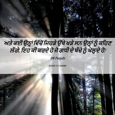 Picture 06 - ਮਰਕੁਸ 11:5 PANIRV - ਅਤੇ ਕਈ ਉਨ੍ਹਾਂ - Bible Verse Picture
