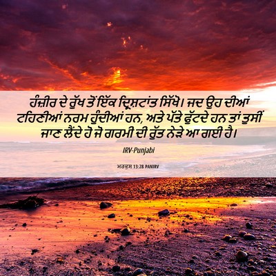 Picture 06 - ਮਰਕੁਸ 13:28 PANIRV - ਹੰਜ਼ੀਰ ਦੇ ਰੁੱਖ ਤੋਂ - Bible Verse Picture