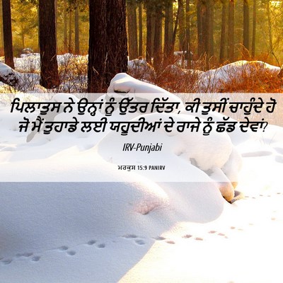 Picture 06 - ਮਰਕੁਸ 15:9 PANIRV - ਪਿਲਾਤੁਸ ਨੇ ਉਨ੍ਹਾਂ - Bible Verse Picture