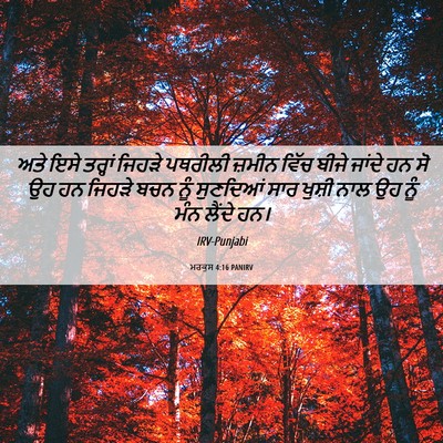 Picture 06 - ਮਰਕੁਸ 4:16 PANIRV - ਅਤੇ ਇਸੇ ਤਰ੍ਹਾਂ - Bible Verse Picture