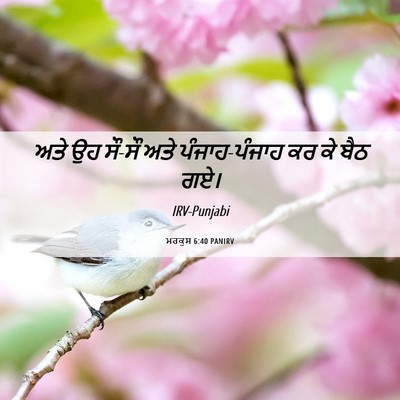 Picture 06 - ਮਰਕੁਸ 6:40 PANIRV - ਅਤੇ ਉਹ ਸੌ-ਸੌ ਅਤੇ - Bible Verse Picture