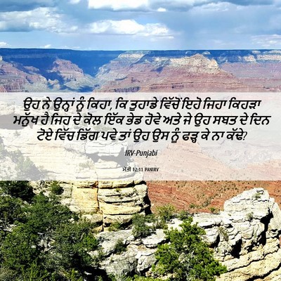 Picture 06 - ਮੱਤੀ 12:11 PANIRV - ਉਹ ਨੇ ਉਨ੍ਹਾਂ ਨੂੰ - Bible Verse Picture