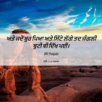 Picture 06 - ਮੱਤੀ 13:26 PANIRV - ਅਤੇ ਜਦੋਂ ਬੂਰ ਪਿਆ - Bible Verse Picture