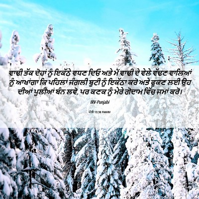 Picture 06 - ਮੱਤੀ 13:30 PANIRV - ਵਾਢੀ ਤੱਕ ਦੋਹਾਂ ਨੂੰ - Bible Verse Picture
