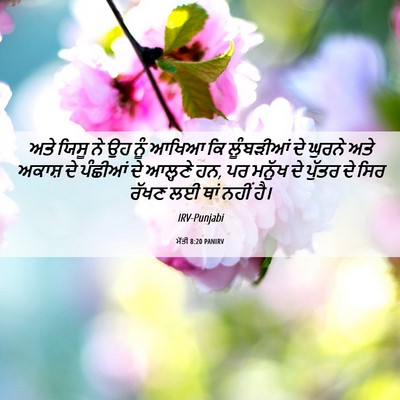 Picture 06 - ਮੱਤੀ 8:20 PANIRV - ਅਤੇ ਯਿਸੂ ਨੇ ਉਹ ਨੂੰ - Bible Verse Picture