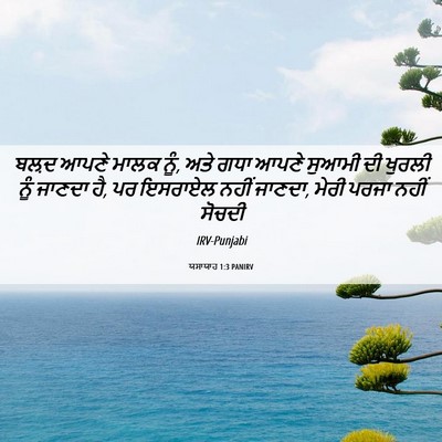 Picture 06 - ਯਸਾਯਾਹ 1:3 PANIRV - ਬਲ਼ਦ ਆਪਣੇ ਮਾਲਕ ਨੂੰ, - Bible Verse Picture