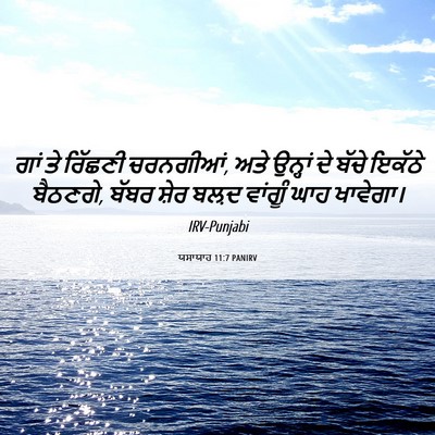 Picture 06 - ਯਸਾਯਾਹ 11:7 PANIRV - ਗਾਂ ਤੇ ਰਿੱਛਣੀ - Bible Verse Picture