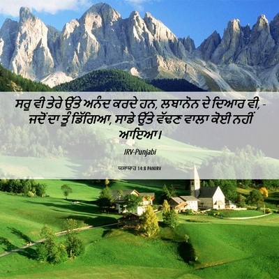 Picture 06 - ਯਸਾਯਾਹ 14:8 PANIRV - ਸਰੂ ਵੀ ਤੇਰੇ ਉੱਤੇ - Bible Verse Picture