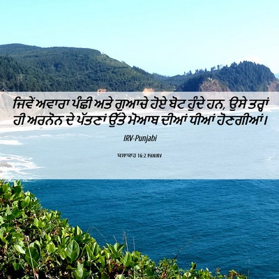 Picture 06 - ਯਸਾਯਾਹ 16:2 PANIRV - ਜਿਵੇਂ ਅਵਾਰਾ ਪੰਛੀ - Bible Verse Picture
