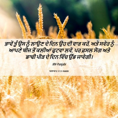 Picture 06 - ਯਸਾਯਾਹ 17:11 PANIRV - ਭਾਵੇਂ ਤੂੰ ਉਸ ਨੂੰ - Bible Verse Picture