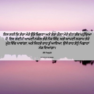 Picture 06 - ਯਸਾਯਾਹ 37:29 PANIRV - ਇਸ ਲਈ ਕਿ ਤੇਰਾ ਮੇਰੇ - Bible Verse Picture