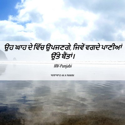 Picture 06 - ਯਸਾਯਾਹ 44:4 PANIRV - ਉਹ ਘਾਹ ਦੇ ਵਿੱਚ - Bible Verse Picture