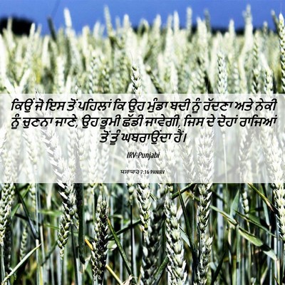 Picture 06 - ਯਸਾਯਾਹ 7:16 PANIRV - ਕਿਉਂ ਜੋ ਇਸ ਤੋਂ - Bible Verse Picture