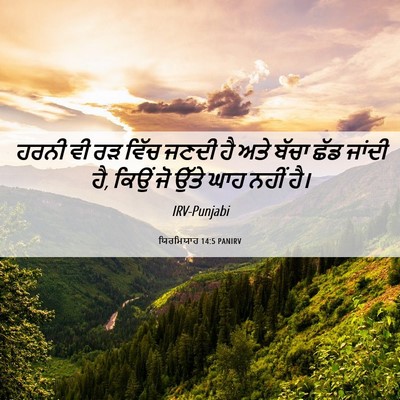 Picture 06 - ਯਿਰਮਿਯਾਹ 14:5 PANIRV - ਹਰਨੀ ਵੀ ਰੜ ਵਿੱਚ - Bible Verse Picture