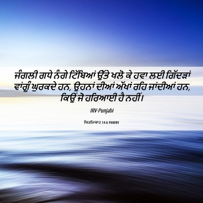 Picture 06 - ਯਿਰਮਿਯਾਹ 14:6 PANIRV - ਜੰਗਲੀ ਗਧੇ ਨੰਗੇ - Bible Verse Picture