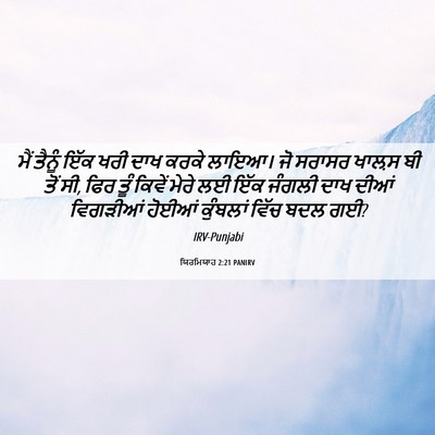 Picture 06 - ਯਿਰਮਿਯਾਹ 2:21 PANIRV - ਮੈਂ ਤੈਨੂੰ ਇੱਕ ਖਰੀ - Bible Verse Picture
