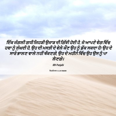 Picture 06 - ਯਿਰਮਿਯਾਹ 2:24 PANIRV - ਇੱਕ ਜੰਗਲੀ ਗਧੀ - Bible Verse Picture