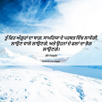 Picture 06 - ਯਿਰਮਿਯਾਹ 31:5 PANIRV - ਤੂੰ ਫਿਰ ਅੰਗੂਰਾਂ ਦਾ - Bible Verse Picture
