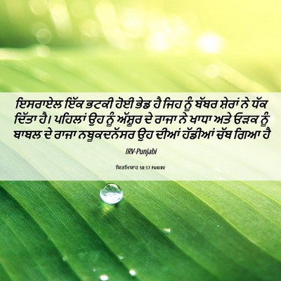 Picture 06 - ਯਿਰਮਿਯਾਹ 50:17 PANIRV - ਇਸਰਾਏਲ ਇੱਕ ਭਟਕੀ - Bible Verse Picture