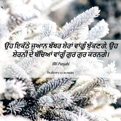 Picture 06 - ਯਿਰਮਿਯਾਹ 51:38 PANIRV - ਉਹ ਇਕੱਠੇ ਜੁਆਨ ਬੱਬਰ - Bible Verse Picture