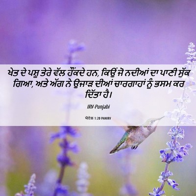 Picture 06 - ਯੋਏਲ 1:20 PANIRV - ਖੇਤ ਦੇ ਪਸ਼ੂ ਤੇਰੇ - Bible Verse Picture