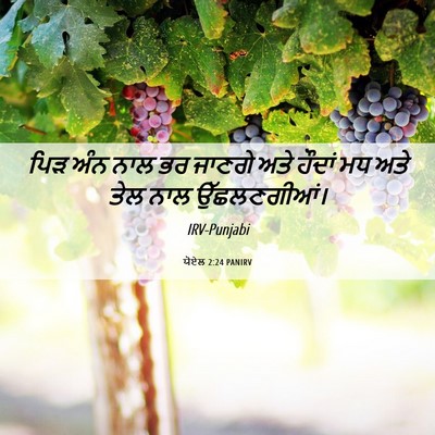 Picture 06 - ਯੋਏਲ 2:24 PANIRV - ਪਿੜ ਅੰਨ ਨਾਲ ਭਰ - Bible Verse Picture