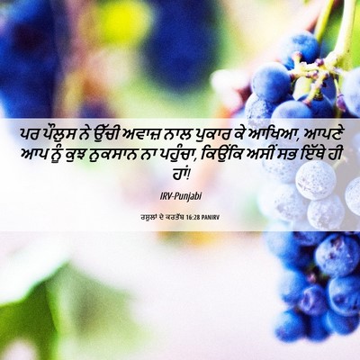 Picture 06 - ਰਸੂਲਾਂ ਦੇ ਕਰਤੱਬ 16:28 PANIRV - ਪਰ ਪੌਲੁਸ ਨੇ ਉੱਚੀ - Bible Verse Picture