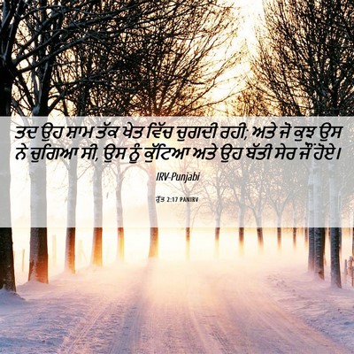 Picture 06 - ਰੁੱਤ 2:17 PANIRV - ਤਦ ਉਹ ਸ਼ਾਮ ਤੱਕ ਖੇਤ - Bible Verse Picture